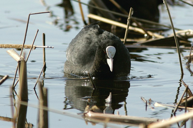 Nokikana Fulica atra