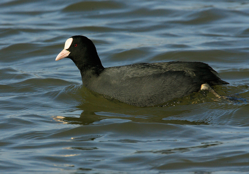 Nokikana, Eurasian Coot (Fulica atra)
