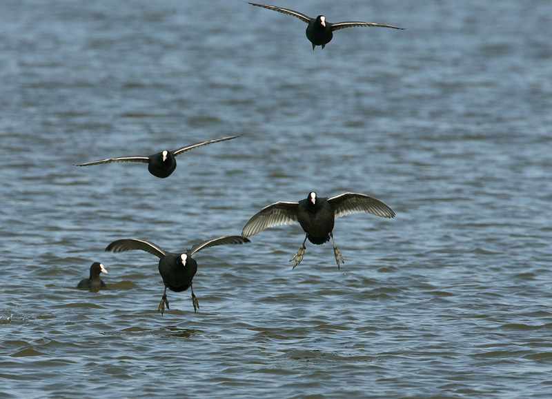 Nokikana, Eurasian Coot (Fulica atra)