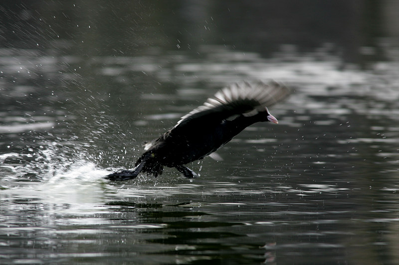 Nokikana, Eurasian Coot (Fulica atra)