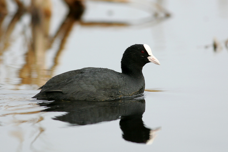 Nokikana, Eurasian Coot (Fulica atra)