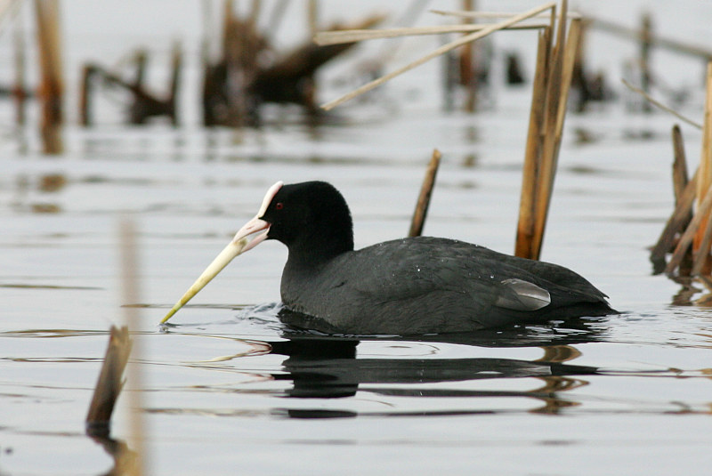 Nokikana, Eurasian Coot (Fulica atra)
