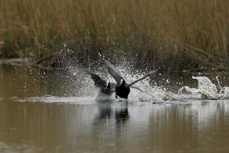 Nokikana, Eurasian Coot (Fulica atra)
