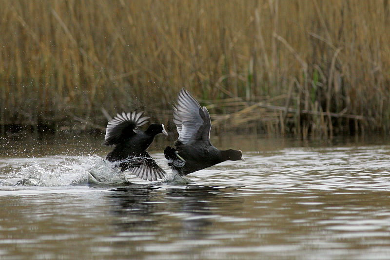 Nokikana, Eurasian Coot (Fulica atra)