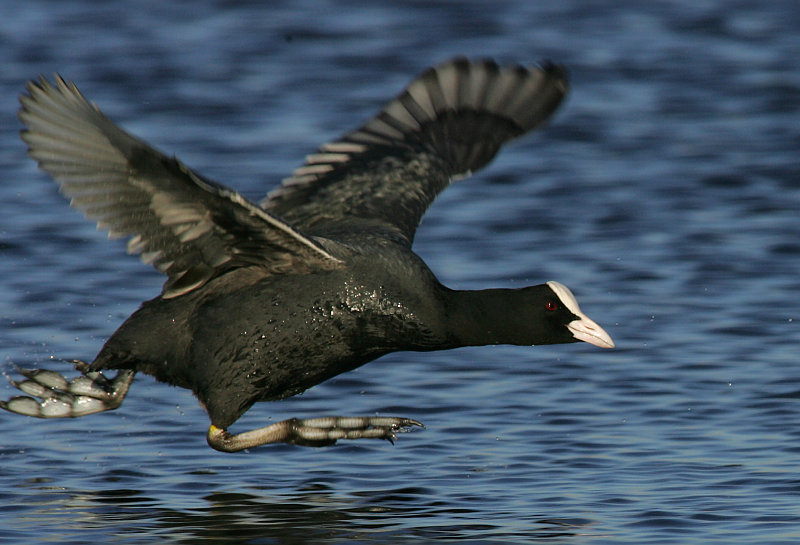 Nokikana, Eurasian Coot (Fulica atra)