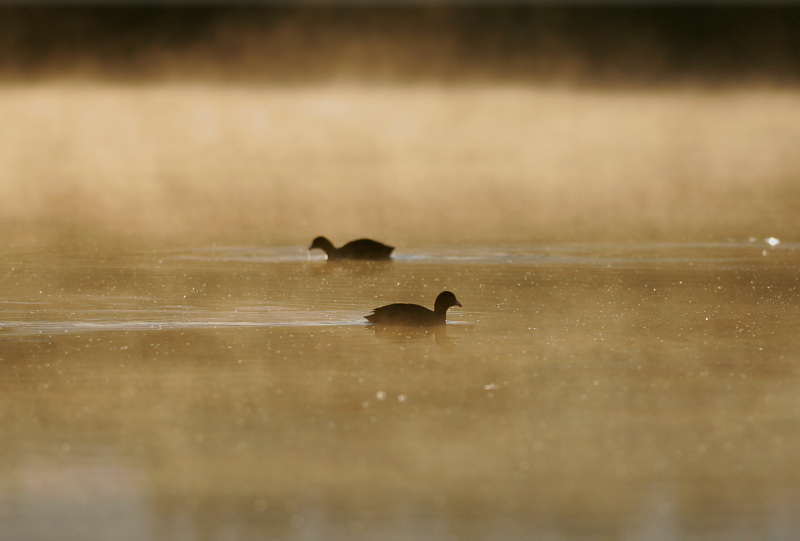 Nokikana, Eurasian Coot (Fulica atra)