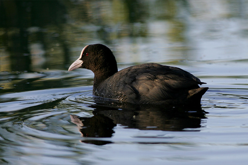 Nokikana, Eurasian Coot (Fulica atra)