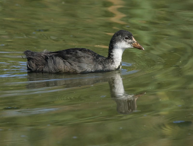 Nokikana, Eurasian Coot (Fulica atra)