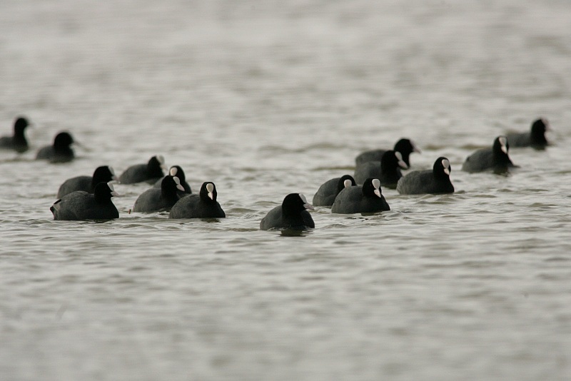 Nokikana, Eurasian Coot (Fulica atra)