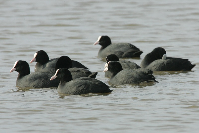 Nokikana, Eurasian Coot (Fulica atra)