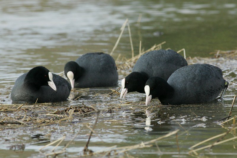 Nokikana, Eurasian Coot (Fulica atra)