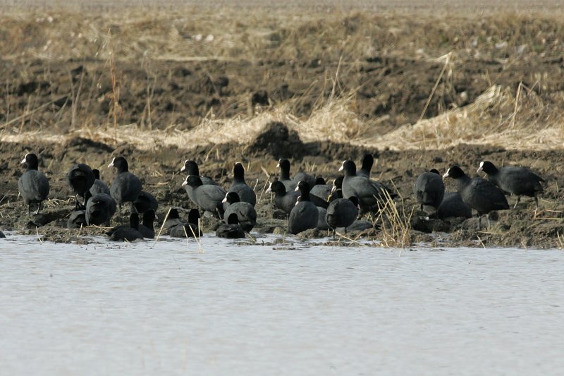Nokikana, Eurasian Coot (Fulica atra)