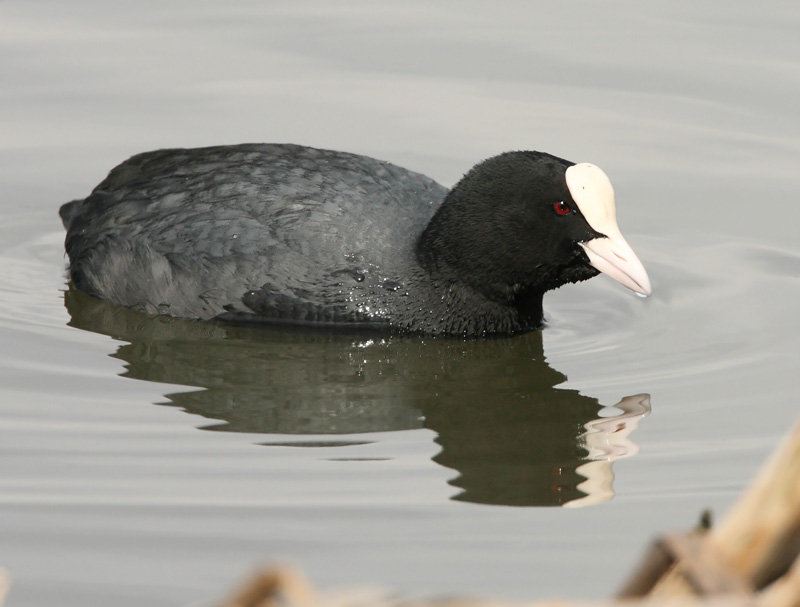Nokikana, Eurasian Coot (Fulica atra)
