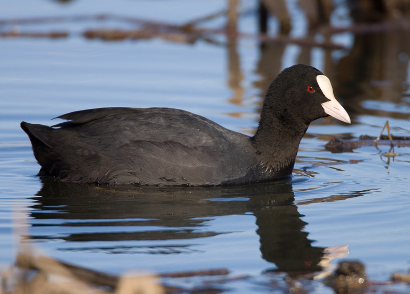 Nokikana, Eurasian Coot (Fulica atra)
