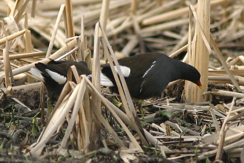Liejukana (Gallinula chloropus)