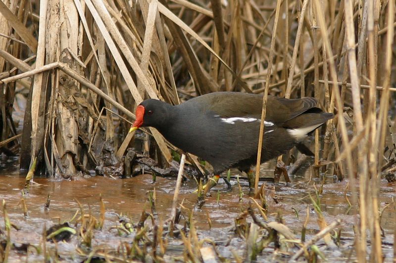 Liejukana (Gallinula chloropus)