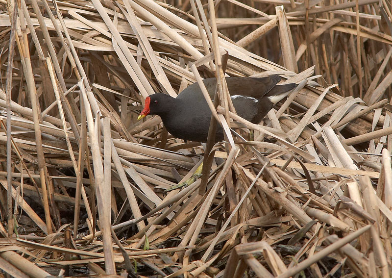 Liejukana Gallinula chloropus