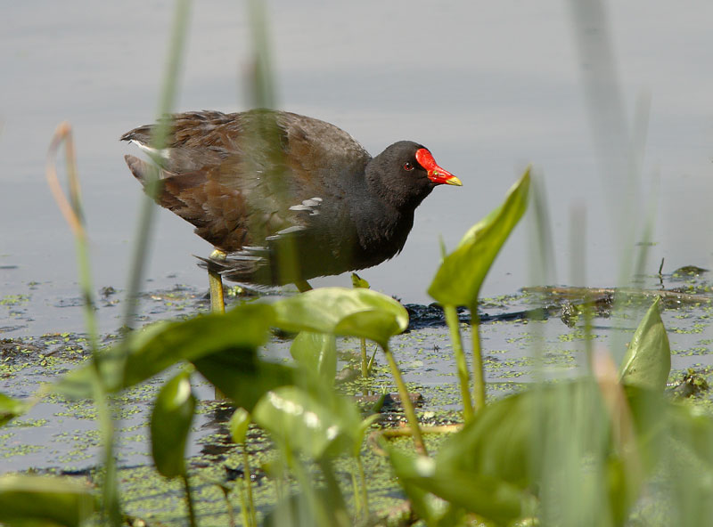 Liejukana (Gallinula chloropus)