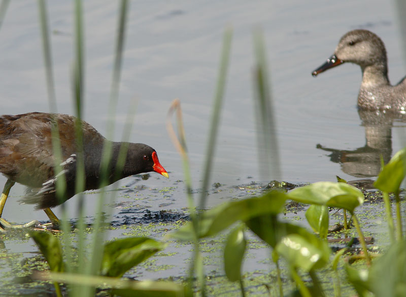 Liejukana (Gallinula chloropus)