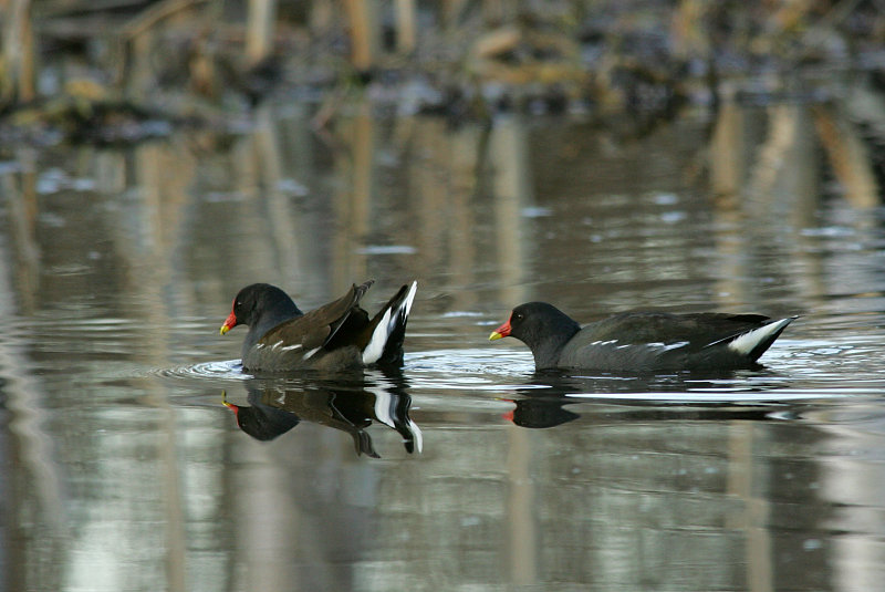 Liejukana, Moorhen (Gallinula chloropus)
