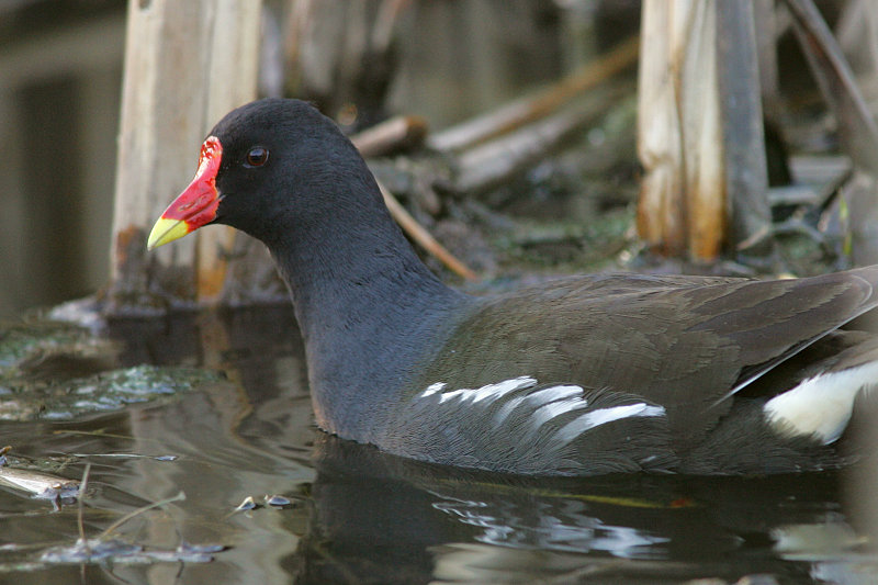 Liejukana, Moorhen (Gallinula chloropus)