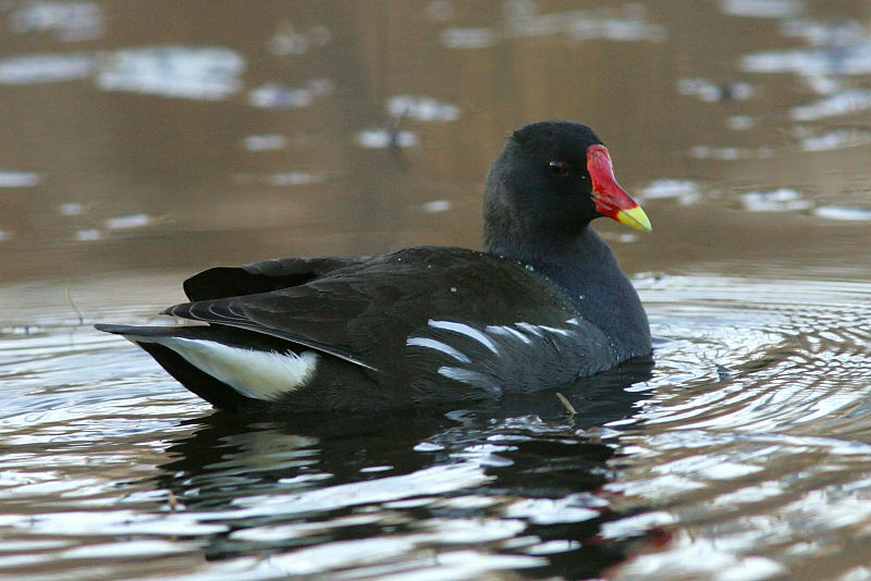 Liejukana, Moorhen (Gallinula chloropus)