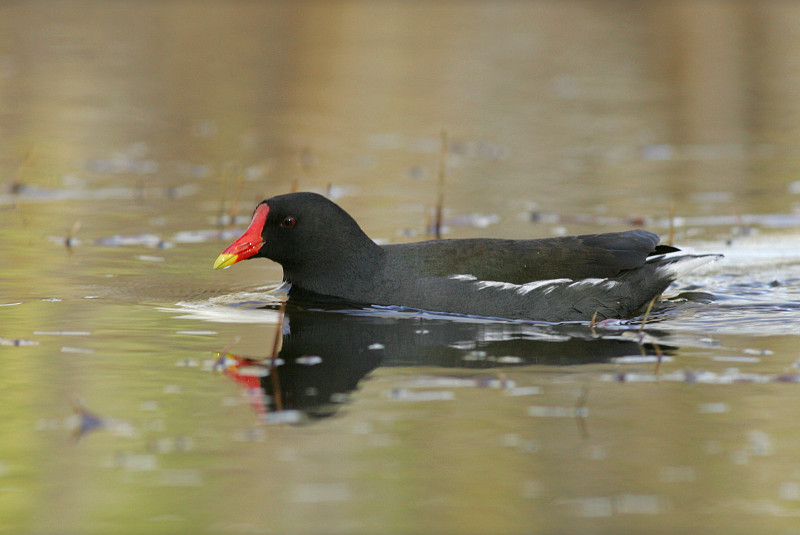 Liejukana, Moorhen (Gallinula chloropus)