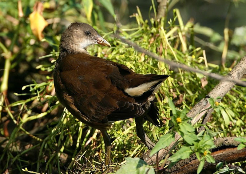 Liejukana, Moorhen (Gallinula chloropus)