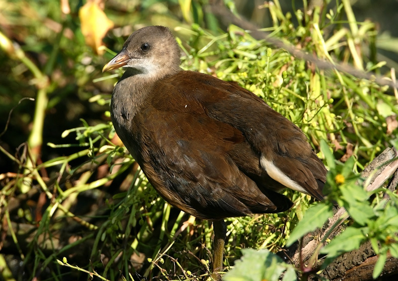 Liejukana, Moorhen (Gallinula chloropus)