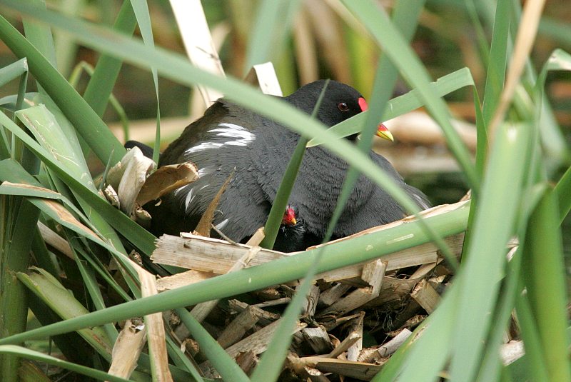 Liejukana, Moorhen (Gallinula chloropus)