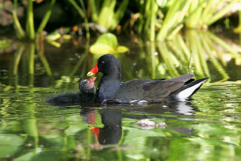Liejukana, Moorhen (Gallinula chloropus)