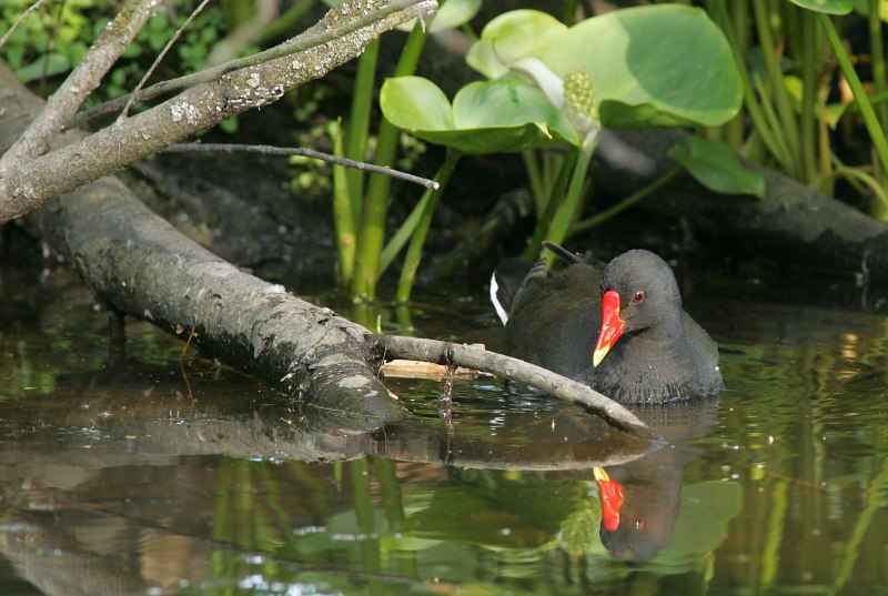 Liejukana, Moorhen (Gallinula chloropus)