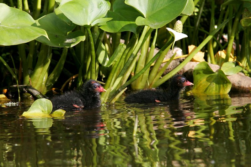 Liejukana, Moorhen (Gallinula chloropus)