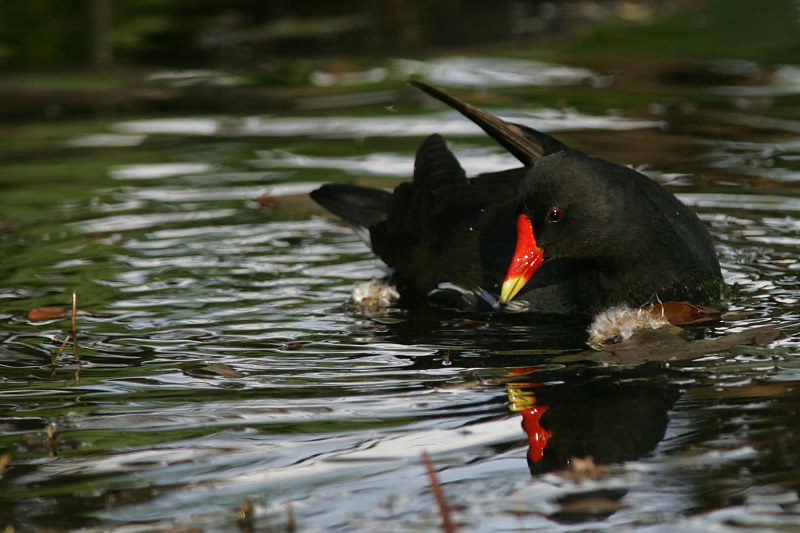 Liejukana, Moorhen (Gallinula chloropus)