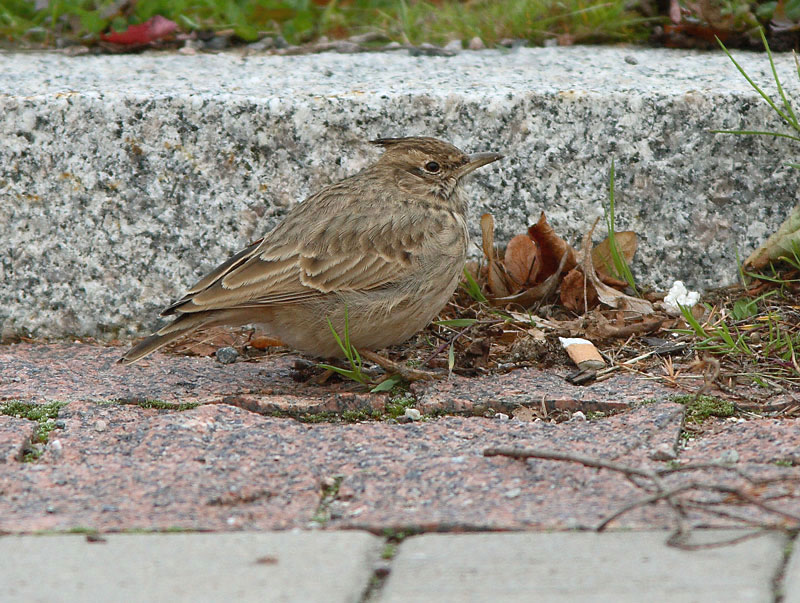Tyhtkiuru (Galerida cristata)