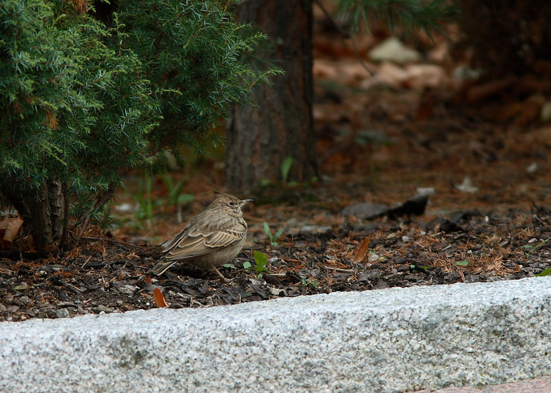Tyhtkiuru (Galerida cristata)