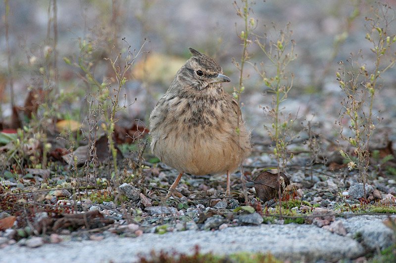 Tyhtkiuru (Galerida cristata)