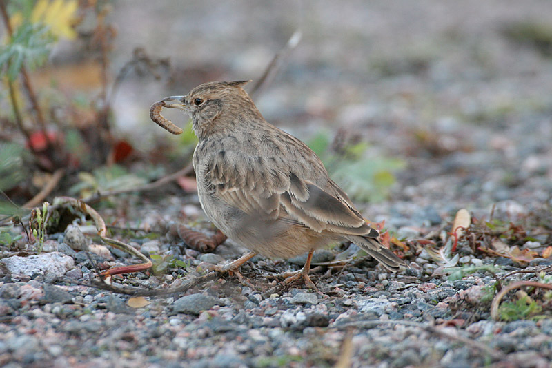 Tyhtkiuru (Galerida cristata)
