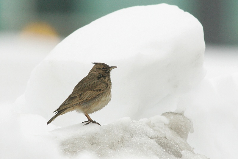 Tyhtkiuru (Galerida cristata)
