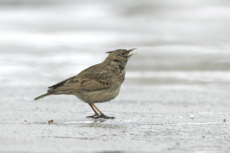 Tyhtkiuru (Galerida cristata)