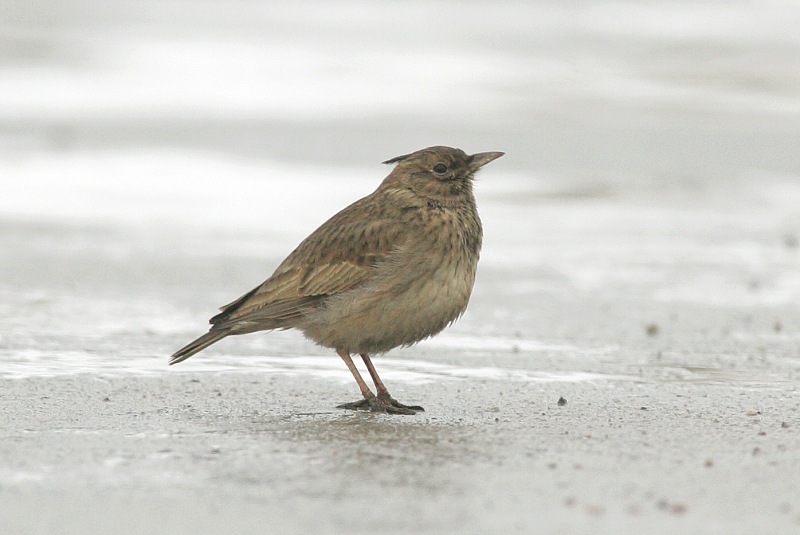 Tyhtkiuru (Galerida cristata)