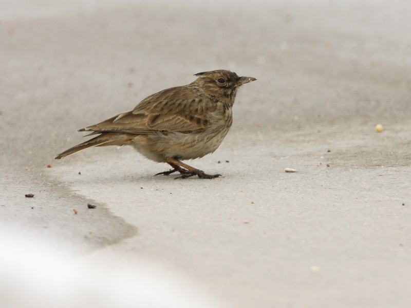 Tyhtkiuru Crested Lark (Galerida cristata)