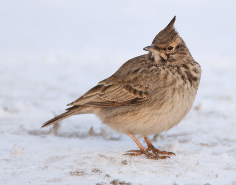 Tyhtkiuru Crested Lark (Galerida cristata)