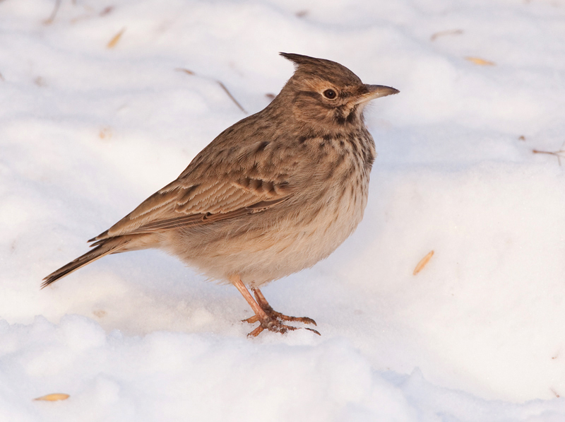 Tyhtkiuru Crested Lark (Galerida cristata)