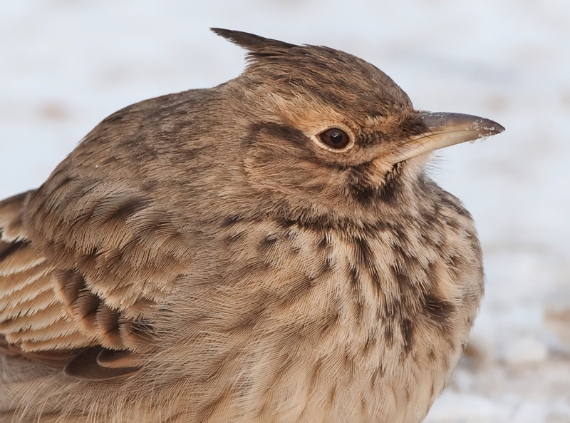 Tyhtkiuru Crested Lark (Galerida cristata)