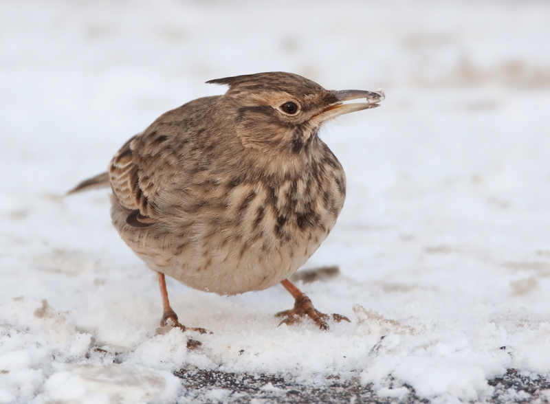 Tyhtkiuru Crested Lark (Galerida cristata)