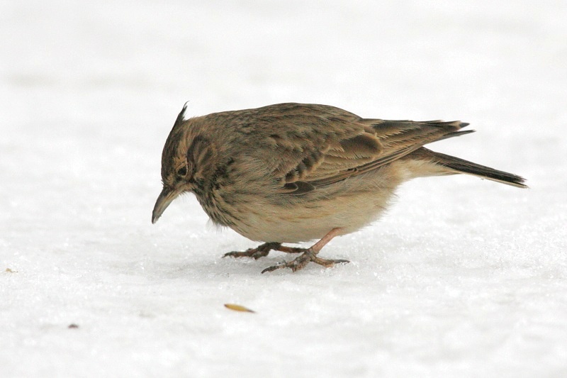 Tyhtkiuru Crested Lark (Galerida cristata)