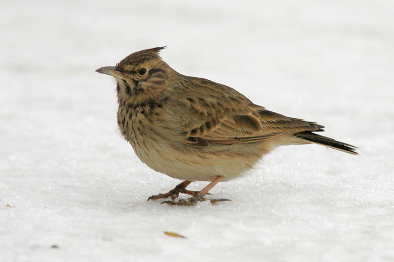 Tyhtkiuru Crested Lark (Galerida cristata)