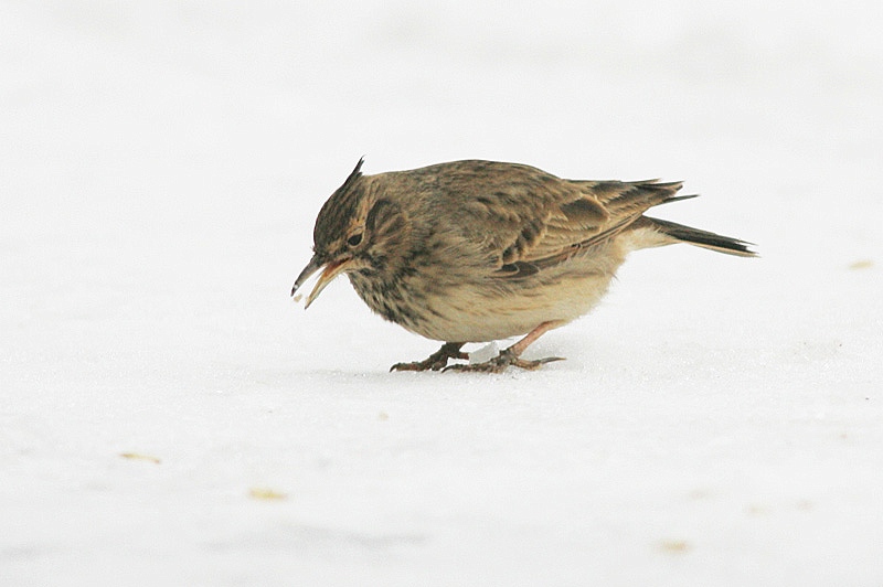 Tyhtkiuru Crested Lark (Galerida cristata)