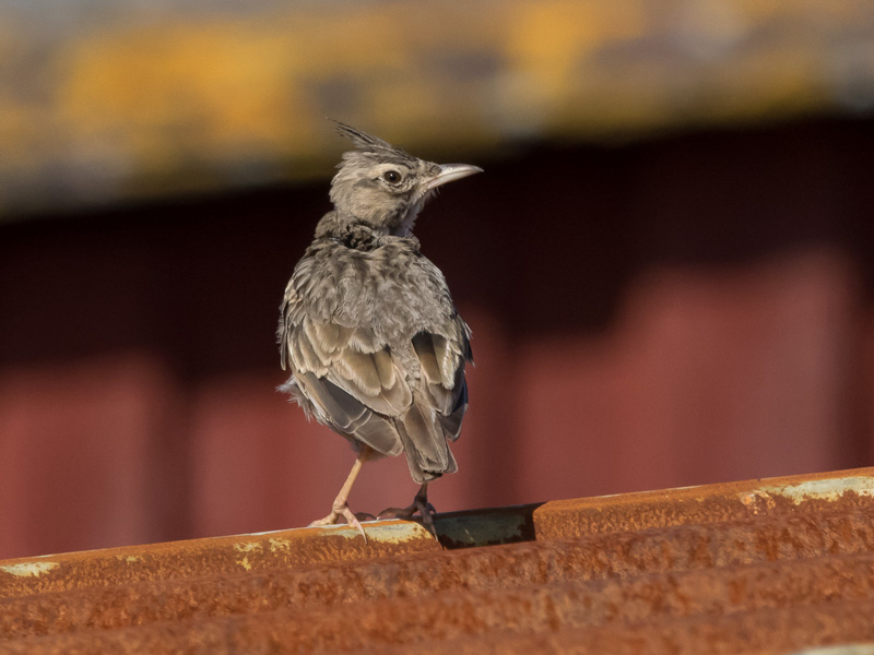 Tyhtkiuru Crested Lark (Galerida cristata)